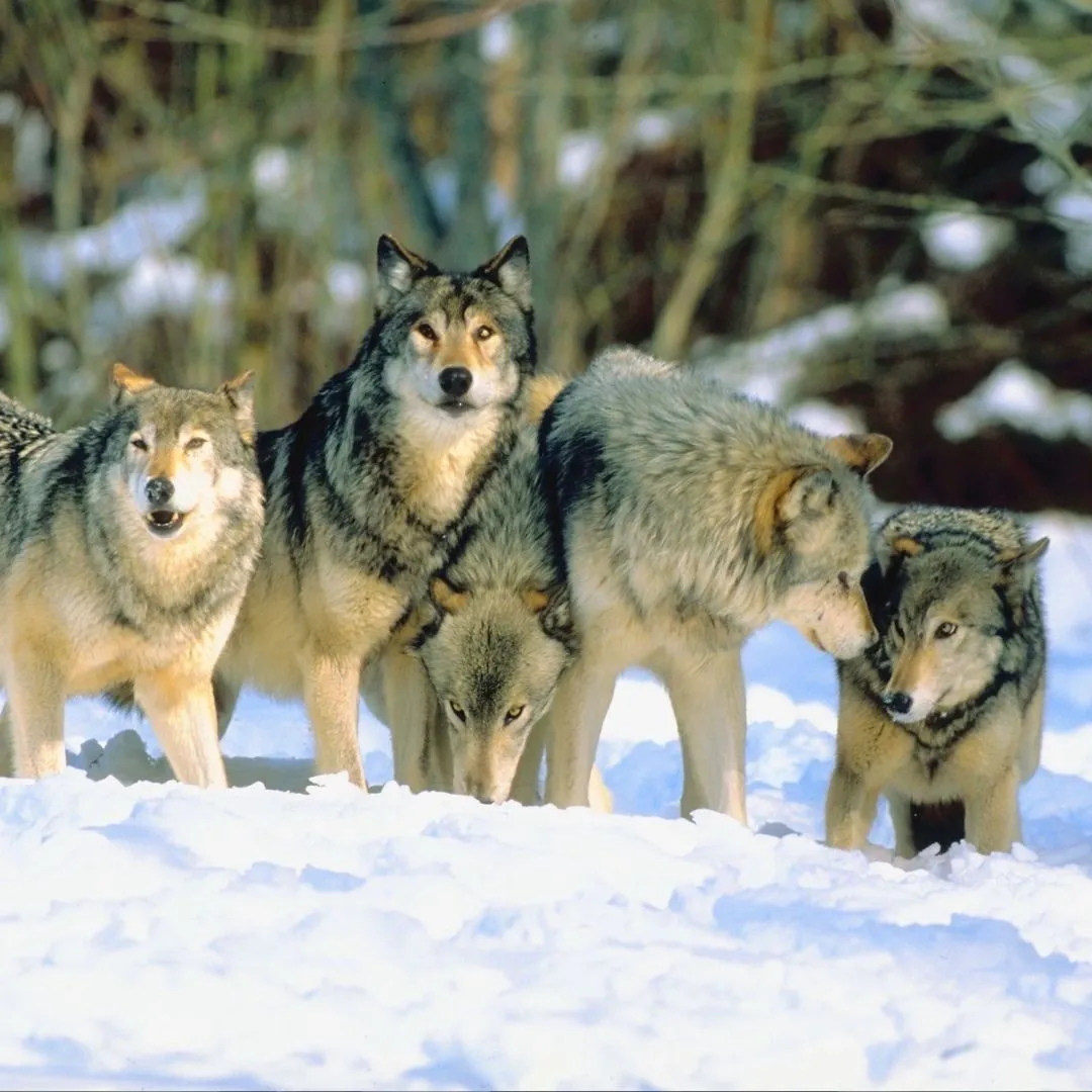 4. The Power Of The Pack